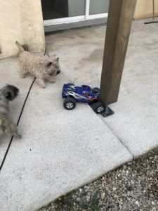 cairn terrier et voiture télécommandée