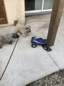 cairn terrier et voiture télécommandée