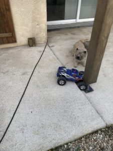 cairn terrier et voiture télécommandée