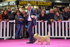 cairn terrier mâle jungle