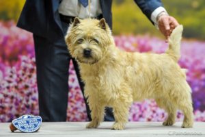 cairn terrier mâle jungle