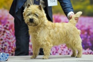 cairn terrier mâle jungle