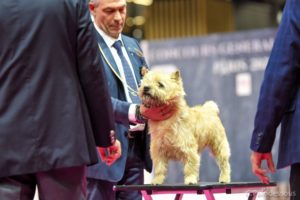 cairn terrier mâle jungle