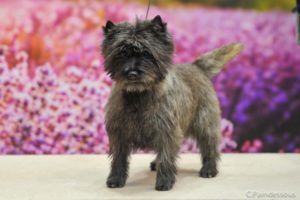 cairn terrier mâle laiko