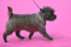 cairn terrier mâle laiko