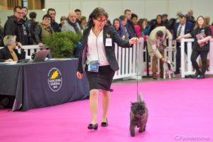 cairn terrier mâle laiko