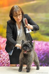 cairn terrier mâle laiko