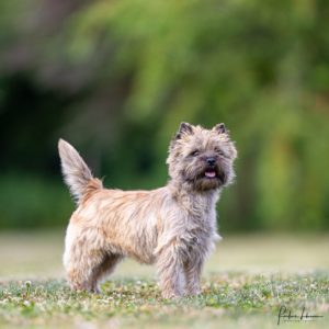 cairn terrier femelle