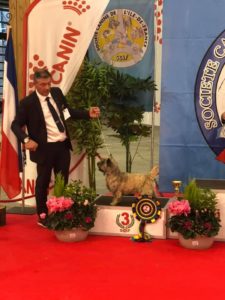 cairn terrier en exposition