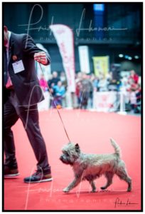 cairn terrier mâle terrardiere