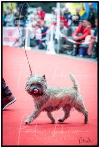 cairn terrier mâle terrardiere