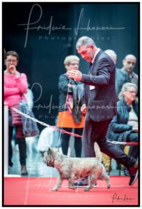 cairn terrier mâle terrardiere