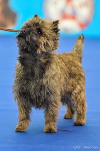 cairn terrier femelle