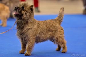 femelle cairn terrier