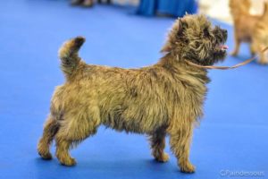 femelle cairn terrier