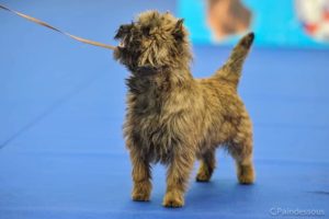 femelle cairn terrier