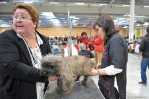 préparation cairn terrier