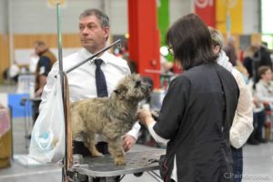 préparation cairn terrier