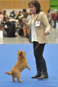 cairn terrier en exposition