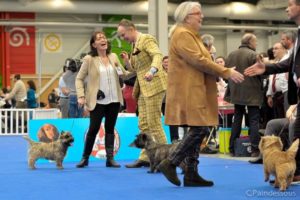 cairn terrier en exposition