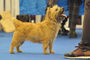 cairn terrier en exposition