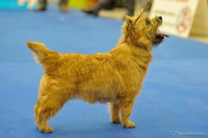 cairn terrier en exposition