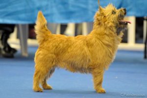 cairn terrier en exposition