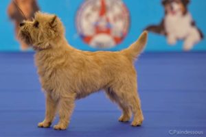 cairn terrier male