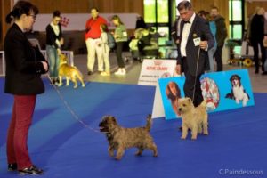 cairn terrier femelle et male