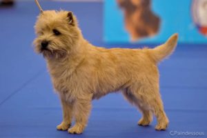 cairn terrier male