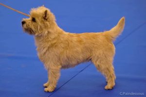 cairn terrier male