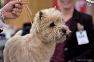 cairn terrier male