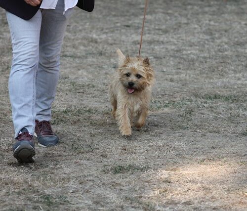 cairn terrier (10)