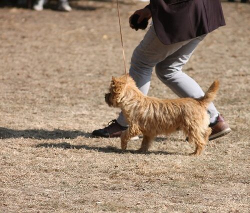 cairn terrier (6)