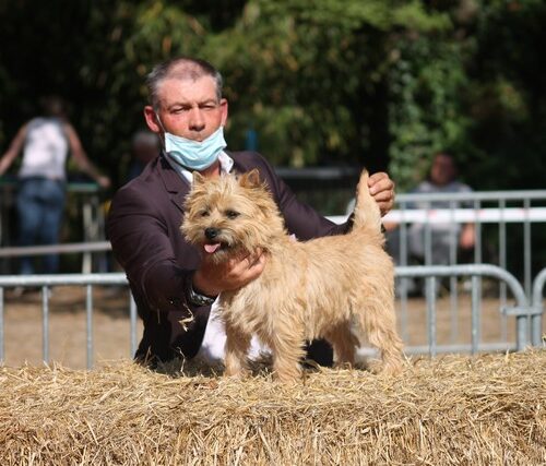 cairn terrier (7)