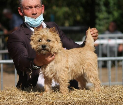 cairn terrier (8)