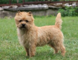 cairn terrier