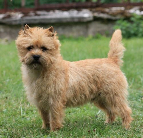 chiot cairn terrier (11)