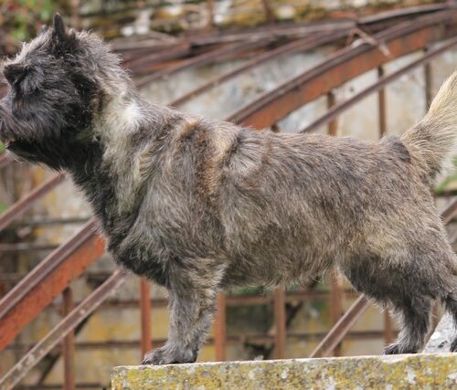 chiot cairn terrier (12)