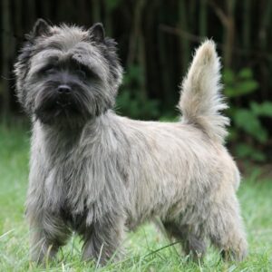 cairn terrier male