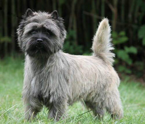 chiot cairn terrier (14)