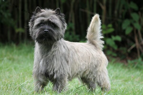 cairn terrier male