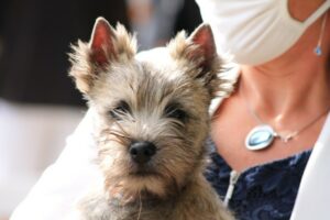 chiot cairn terrier