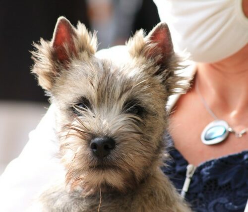 chiot cairn terrier (3)