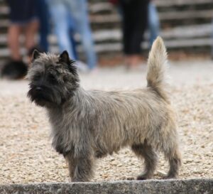 cairn terrier male