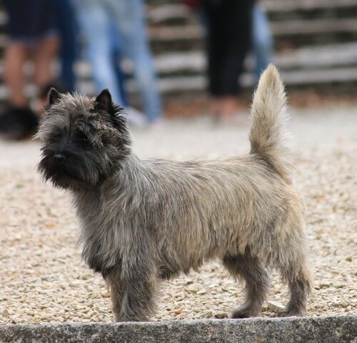 chiot cairn terrier (6)