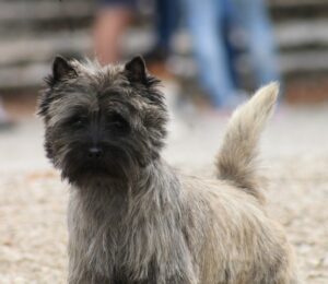 cairn terrier male