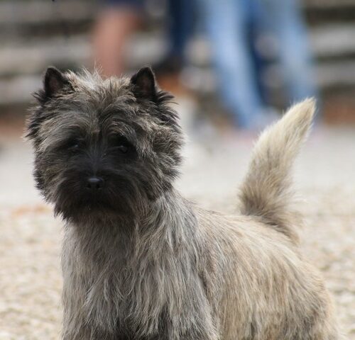 chiot cairn terrier (7)