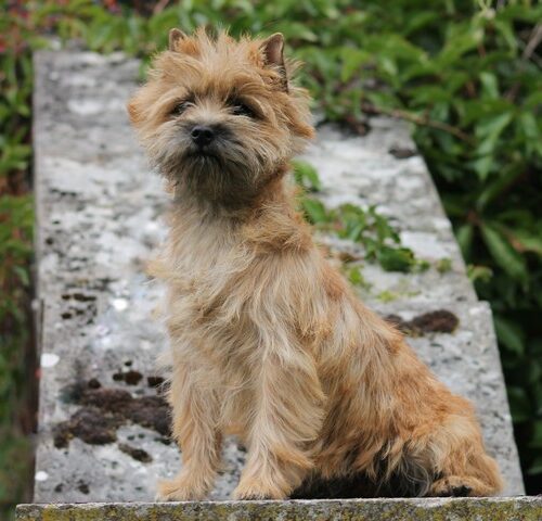 chiot cairn terrier (9)