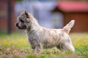 cairn terrier femelle